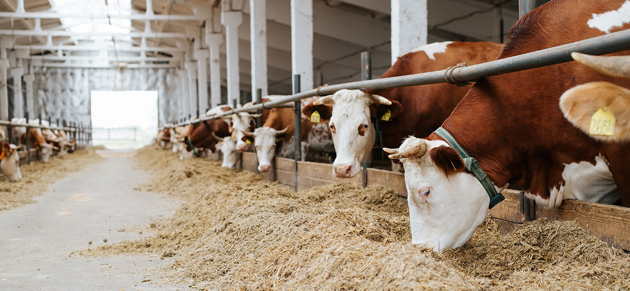 hayvan-refahini-merkeze-alan-akilli-ciftlikler-1