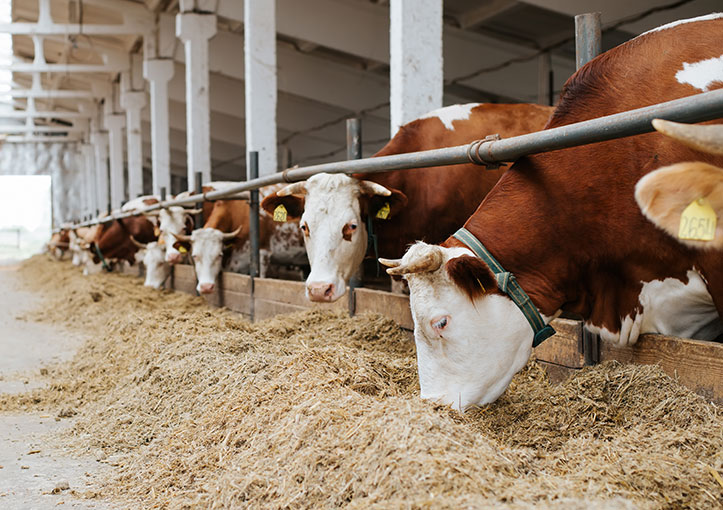 hayvan-refahini-merkeze-alan-akilli-ciftlikler